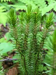 Attēlu rezultāti vaicājumam “Huperzia selago”