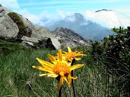 Attēlu rezultāti vaicājumam “Arnica montana”