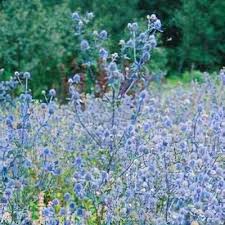 Attēlu rezultāti vaicājumam “Eryngium planum”