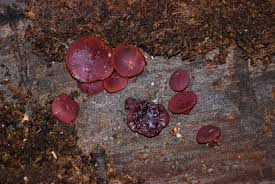 Attēlu rezultāti vaicājumam “Ascocoryne cylichnium”