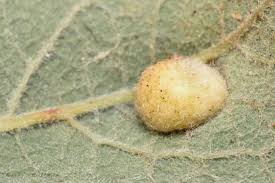 Attēlu rezultāti vaicājumam “Euura pedunculi”