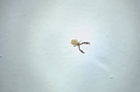 Attēlu rezultāti vaicājumam “Chelifer cancroides”