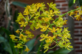 Attēlu rezultāti vaicājumam “Orchidaceae”