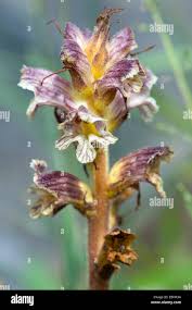Attēlu rezultāti vaicājumam “Orobanche reticulata flower”