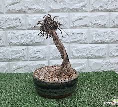 Image result for parthenocissus bonsai
