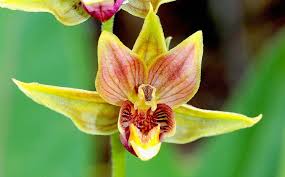 Attēlu rezultāti vaicājumam “Epipactis”