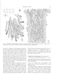 Attēlu rezultāti vaicājumam “Junghuhnia pseudozilingiana”