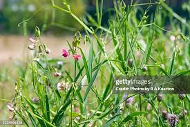 Attēlu rezultāti vaicājumam “Lathyrus sylvestris bud”