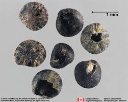 Image result for Chenopodium album