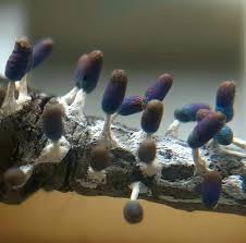 Attēlu rezultāti vaicājumam “Diachea leucopodia macro”