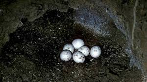 Attēlu rezultāti vaicājumam “Alcedo atthis nest”