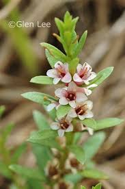 Attēlu rezultāti vaicājumam “Glaux maritima flower”