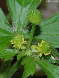 Attēlu rezultāti vaicājumam “Ranunculus mendax”