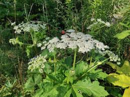 Attēlu rezultāti vaicājumam “Heracleum sosnowskyi flower”