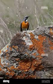 Image result for Irania gutturalis