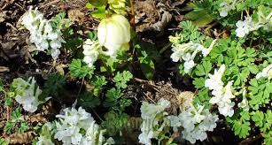 Attēlu rezultāti vaicājumam “Corydalis solida”