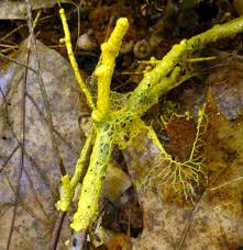 Attēlu rezultāti vaicājumam “Physarum decipiens”