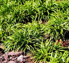 Attēlu rezultāti vaicājumam “Luzula pilosa leaf”