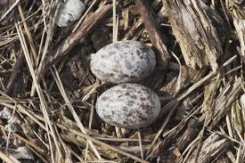 Attēlu rezultāti vaicājumam “Caprimulgus europaeus nest”