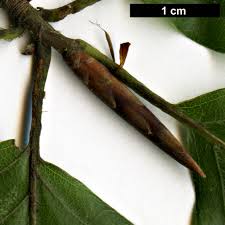 Attēlu rezultāti vaicājumam “Fagus sylvatica fo. laciniata bud”