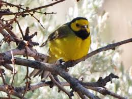 Image result for Wilsonia citrina