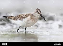 Image result for Calidris ferruginea