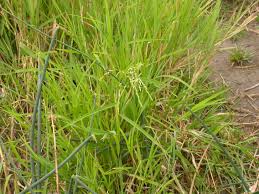 Attēlu rezultāti vaicājumam “Leersia oryzoides”