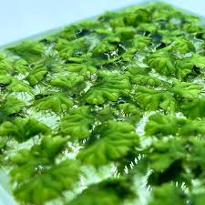 Attēlu rezultāti vaicājumam “Ricciocarpos natans”