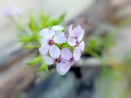 Attēlu rezultāti vaicājumam “Cakile maritima subsp. baltica flower”