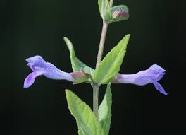 Attēlu rezultāti vaicājumam “Scutellaria galericulata leaf”