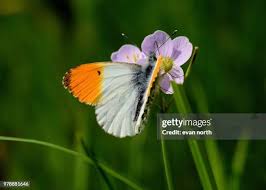 Attēlu rezultāti vaicājumam “Anthocharis cardamines male”