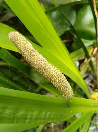 Attēlu rezultāti vaicājumam “Acoraceae”