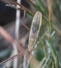 Attēlu rezultāti vaicājumam “Myrmus miriformis”