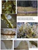 Attēlu rezultāti vaicājumam “Harpanthus flotovianus”