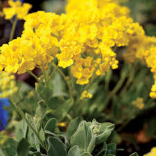 Image result for Alyssum saxatile