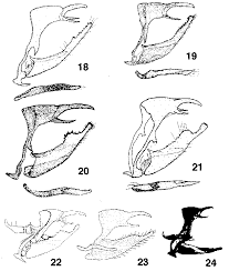 Attēlu rezultāti vaicājumam “Erebia ligea upperside”