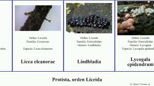 Attēlu rezultāti vaicājumam “Liceaceae”