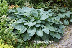 Image result for Hosta sieboldiana 'Elegans'