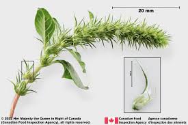 Attēlu rezultāti vaicājumam “Linaria loeselii fruit”