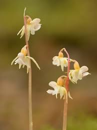 Attēlu rezultāti vaicājumam “Epipogium aphyllum flower”