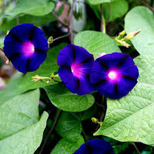 Image result for Ipomoea purpurea
