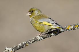 Image result for Carduelis citrinella