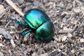 Attēlu rezultāti vaicājumam “Trypocopris vernalis”