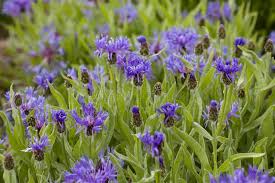 Attēlu rezultāti vaicājumam “Centaurea phrygia flower”