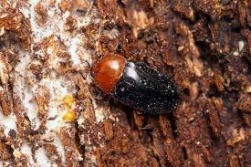 Attēlu rezultāti vaicājumam “Triplax russica”