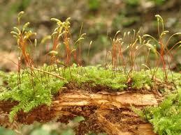 Attēlu rezultāti vaicājumam “Herzogiella seligeri sporophyte”