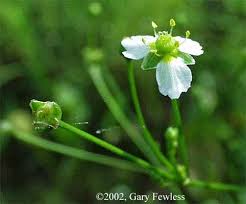 Attēlu rezultāti vaicājumam “Alisma plantago-aquatica flower”