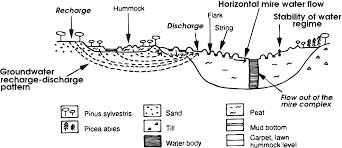 Attēlu rezultāti vaicājumam “Hamatocaulis lapponicus”