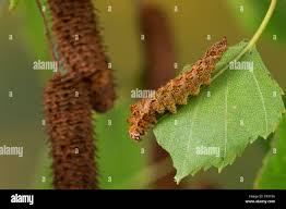 Attēlu rezultāti vaicājumam “Falcaria lacertinaria”