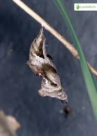 Attēlu rezultāti vaicājumam “Polygonia c-album underside”